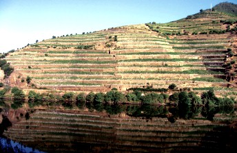 Cluster dos Vinhos da Região Demarcada do Douro