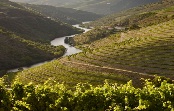 O Cluster dos Vinhos da Região Demarcada do Douro| A mobilização e cooperação de todos os agentes do setor da vitivinicultura duriense