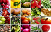 Portugal Fresh | Promover o potencial exportador do setor das frutas, legumes e flores