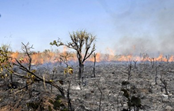 RECOVER: Estratégias de remediação de solos imediatamente após incêndios florestais