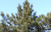 SAFEPINE – Avaliação da contaminação de pinheiros por poluentes emergentes