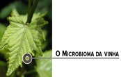 Projeto apoiado pelo COMPETE estuda microbioma natural presente na videira